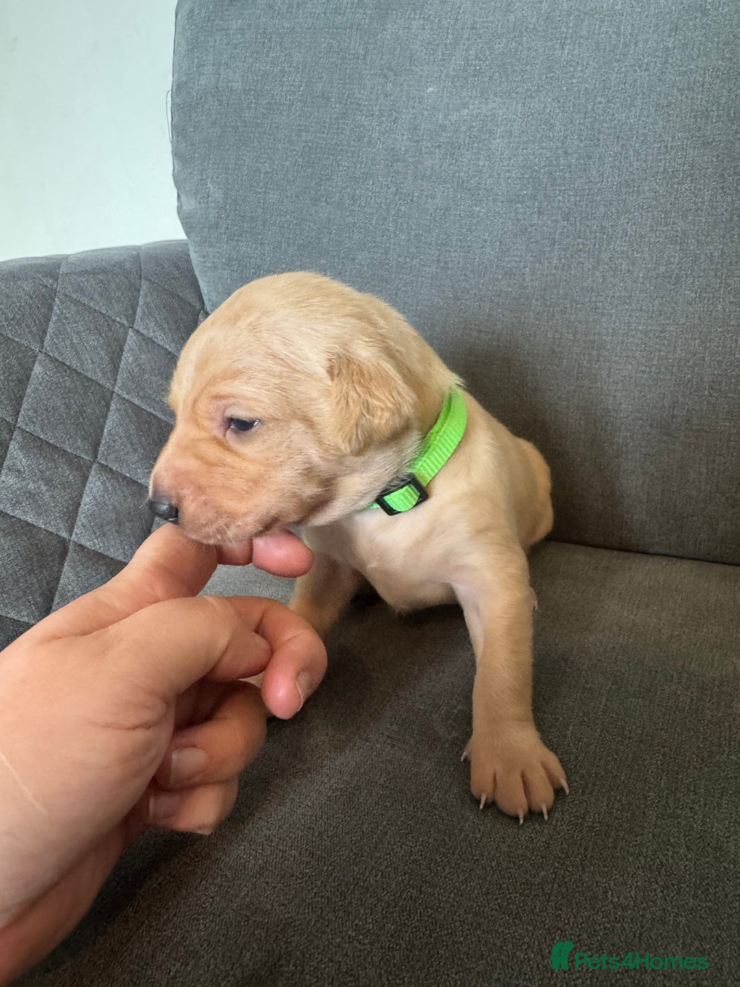 Labrador Retriever dogs for sale: Mixed Yellow and Red Labrador Puppies - Advert 12