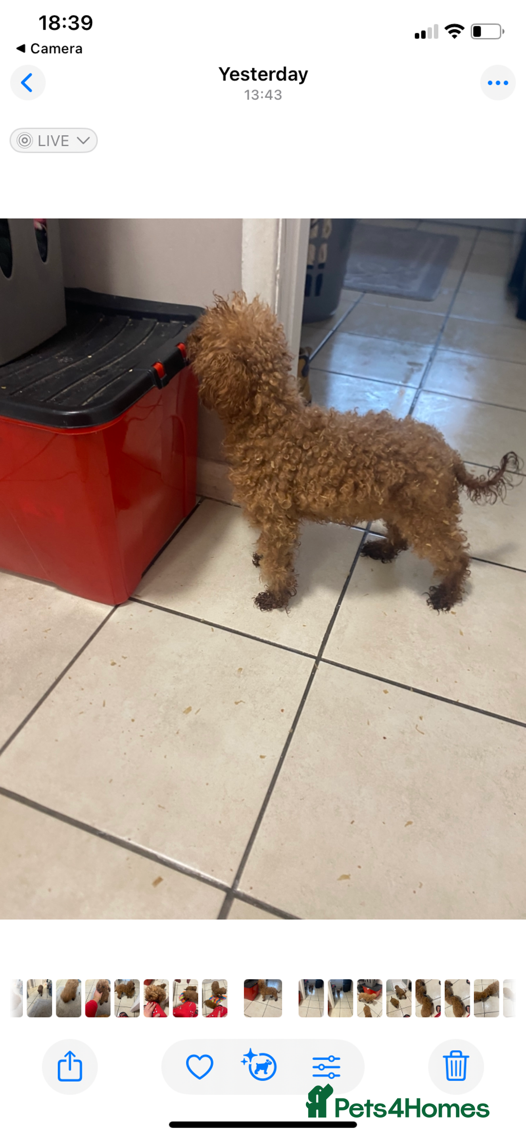 Toy Poodle dogs for sale: Toy poodle puppies  - Advert 7