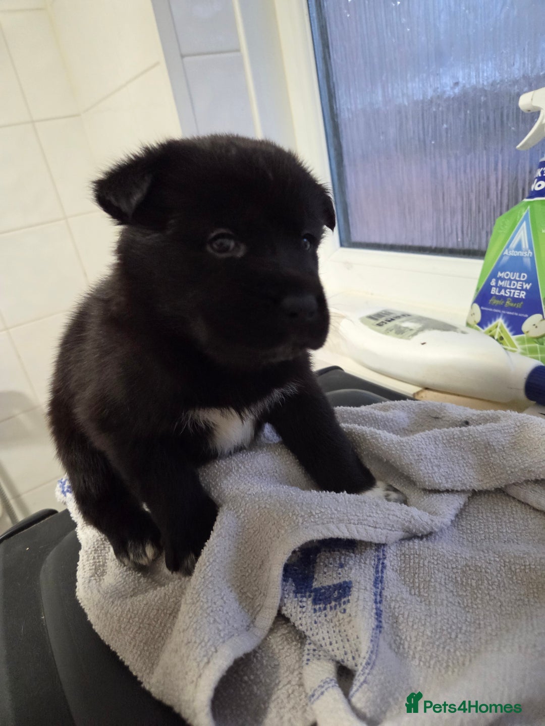 Mixed Breed dogs for sale: 3 girls left for rehoming  - Advert 2