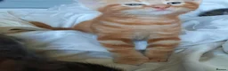 Mixed Breed cats for sale: Domestic playful kittens - Advert 10