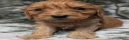 Cockapoo dogs for sale: Quality DNA Clear Cockapoo Puppies  - Advert 7