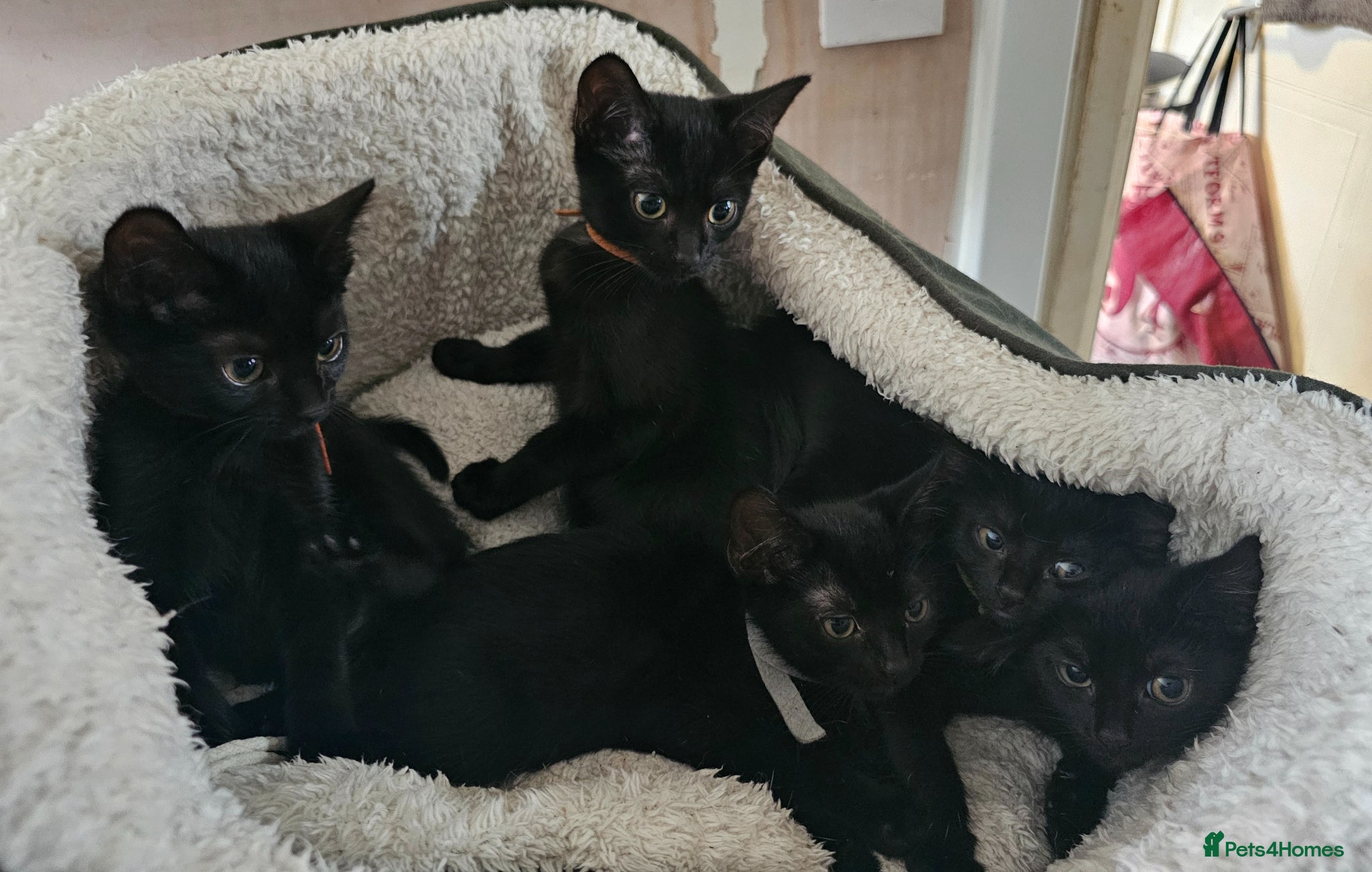 Mixed Breed cats Adorable black kittens for sale - Advert 5