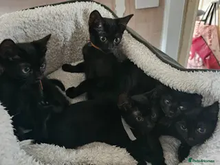 Mixed Breed cats Adorable black kittens for sale - Advert 4