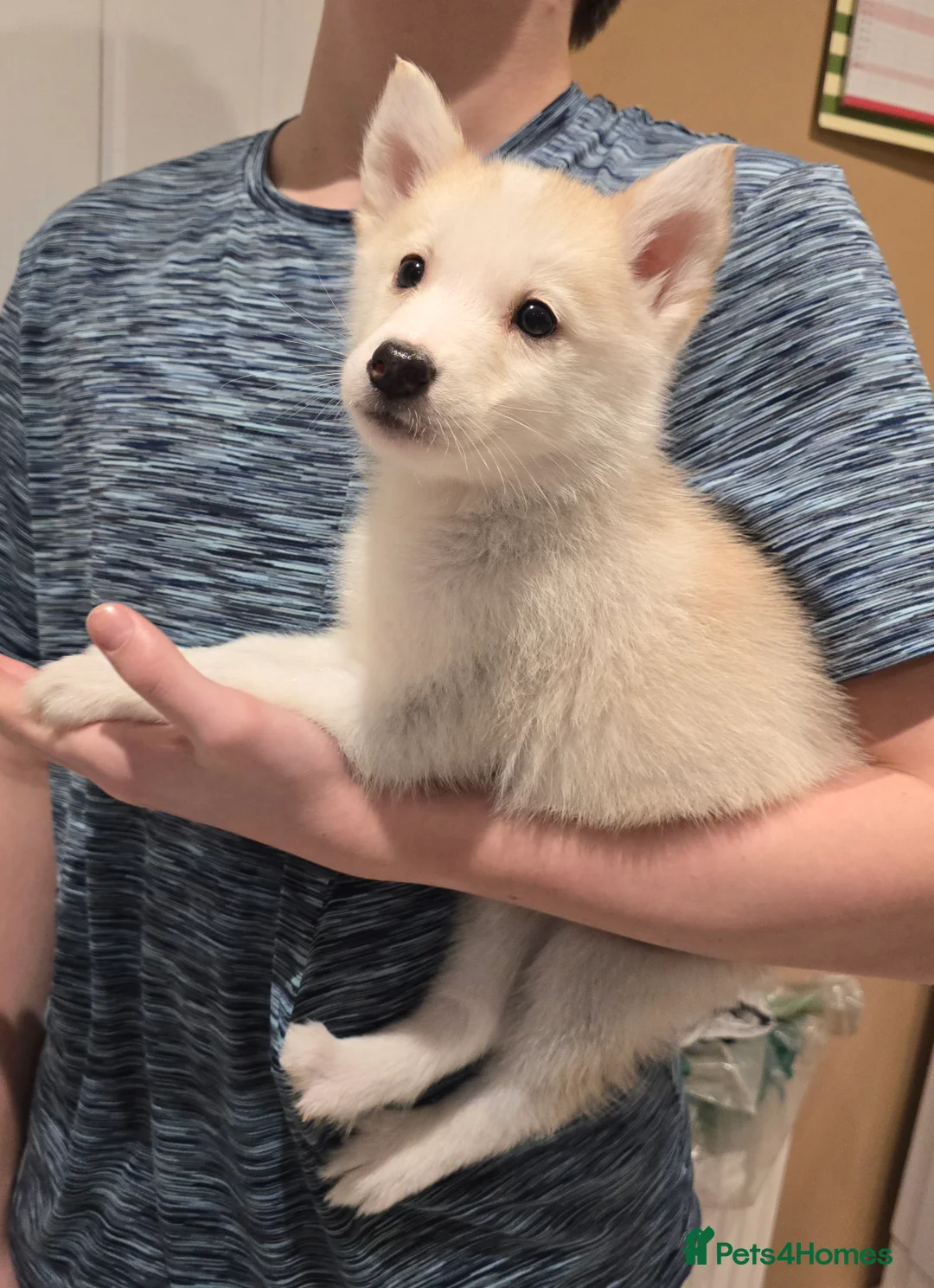 Siberian Husky dogs for sale: Ready Now last 2 girls left in litter - Advert 15