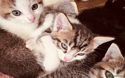 Mixed Breed cats for sale: Kittens ready for lovely homes - Image 6