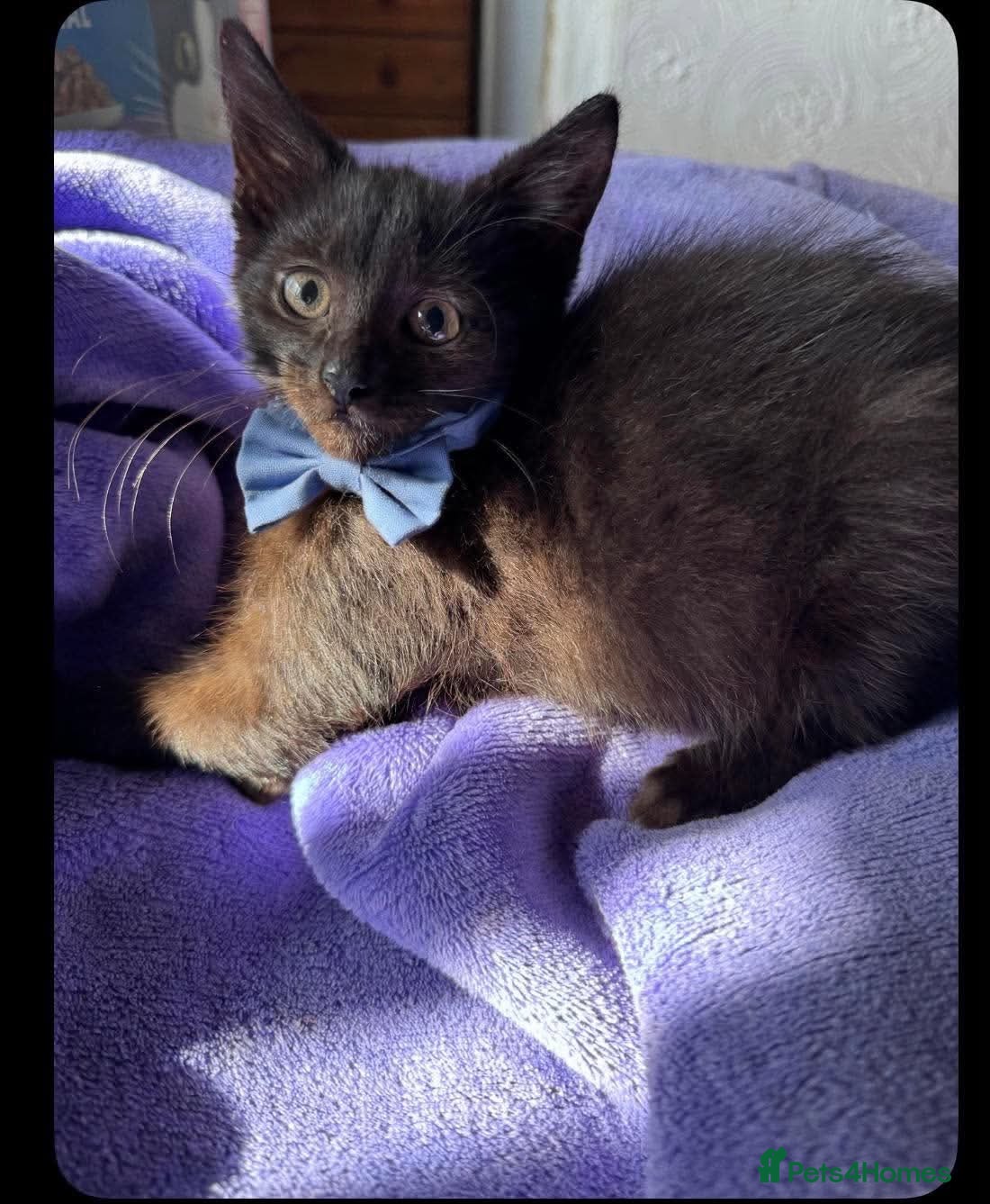 Mixed Breed cats Prince needs a loving home  - Advert 1