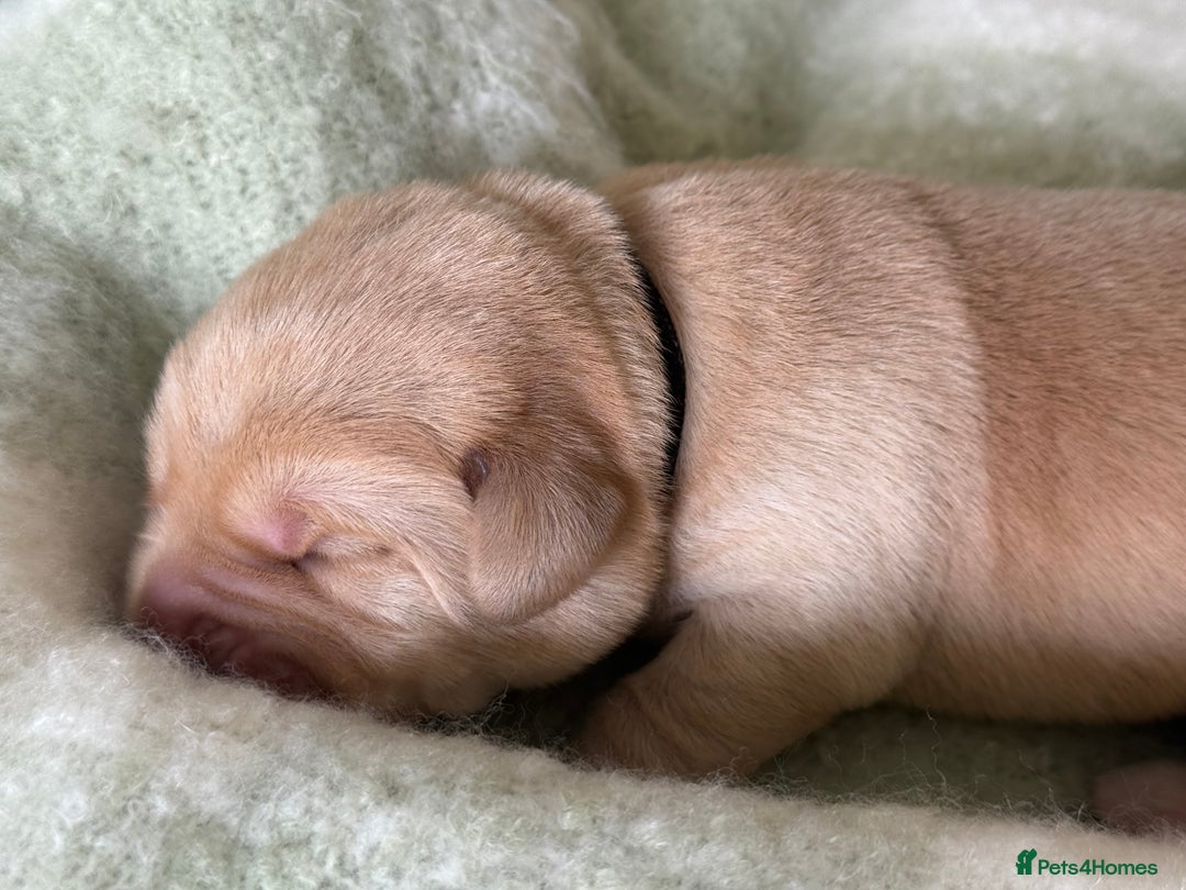 Labrador Retriever dogs for sale: Labrador pups service quality assured - Image 18