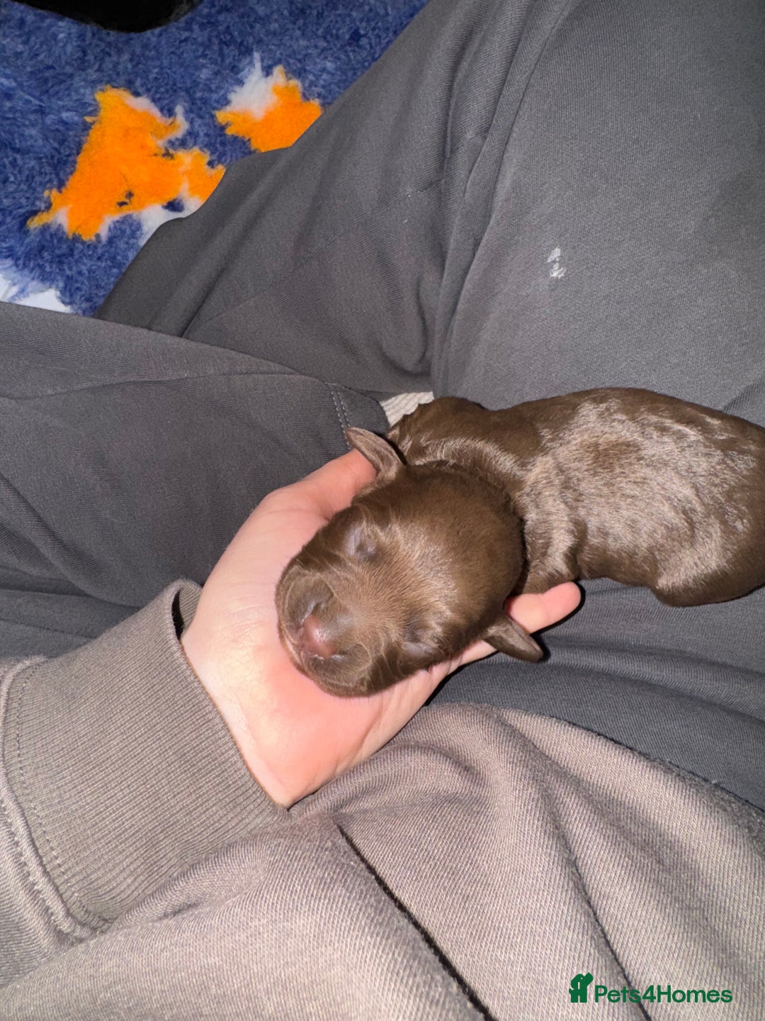 Sprocker dogs for sale: Sprocker Spaniel Puppies - Advert 6