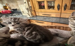British Shorthair cats for sale: Pedigree Black Silver Tabby kittens  - Advert 10