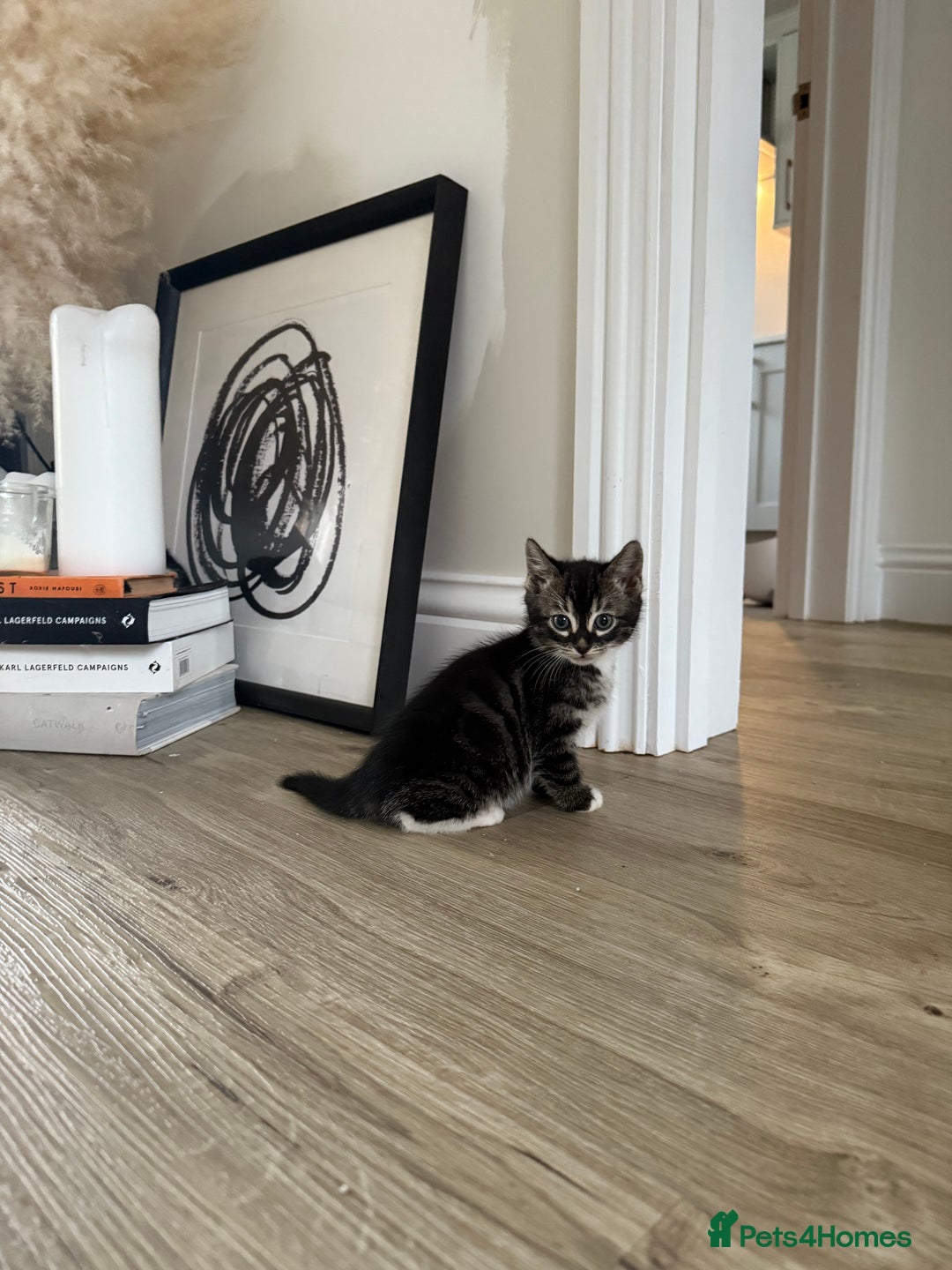 Bengal cats for sale: Bengal x Kittens - Image 8