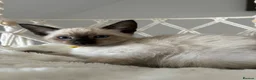 Siamese cats for sale: 7 Siamese Kittens  - Advert 8