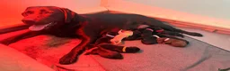 Labrador Retriever dogs for sale: Beautiful litter of Labrador Puppies  - Advert 3