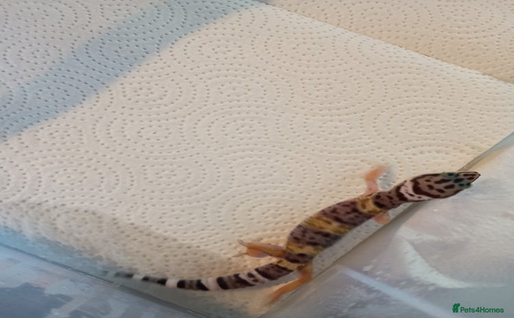Leopard Gecko reptiles - Advert 1