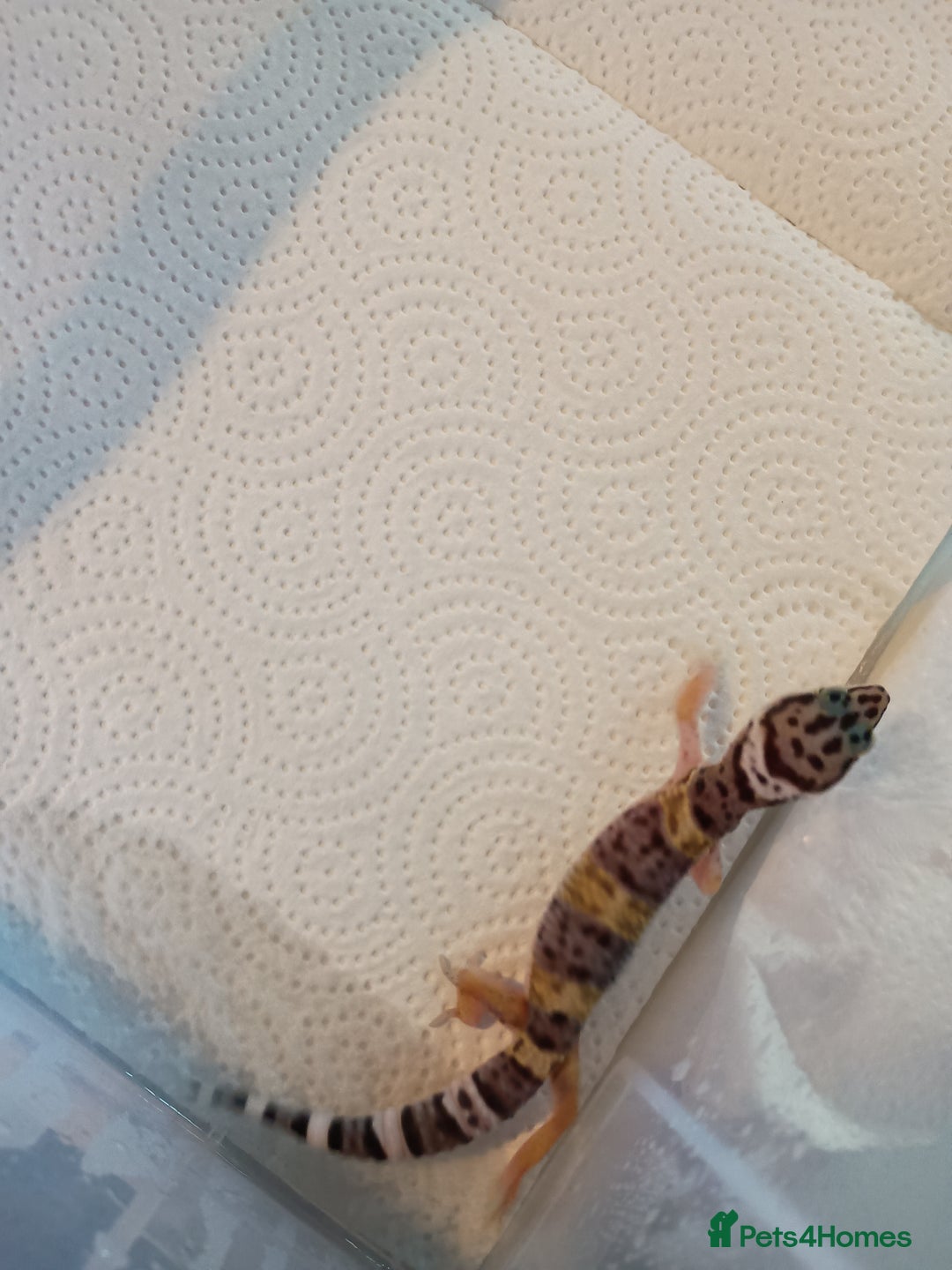 Leopard Gecko reptiles for sale: Baby leopard geckos  - Image 1