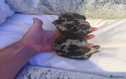 Dachshund dogs for sale: Dapple Dachshund Puppies - Image 24