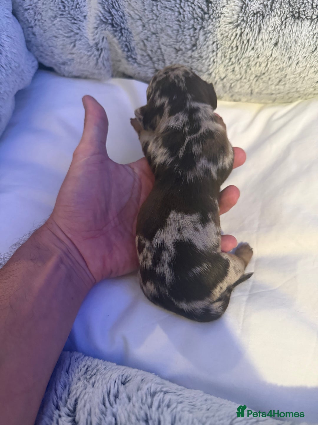 Dachshund dogs for sale: Dapple Dachshund Puppies - Image 24