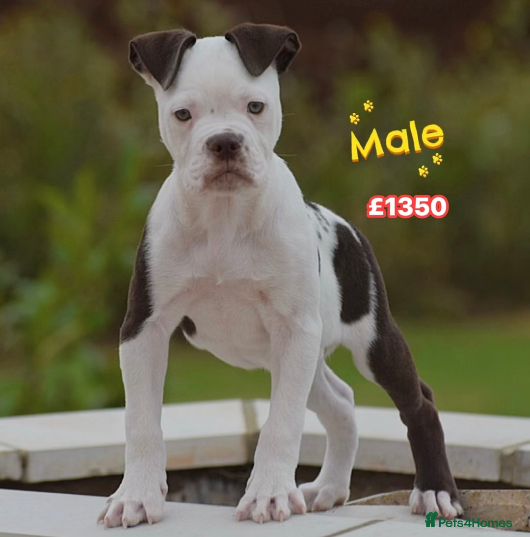 Old Tyme Bulldog dogs for sale: Why Settle for Less? 5⭐️Rated, 23 Years Experience - Advert 3