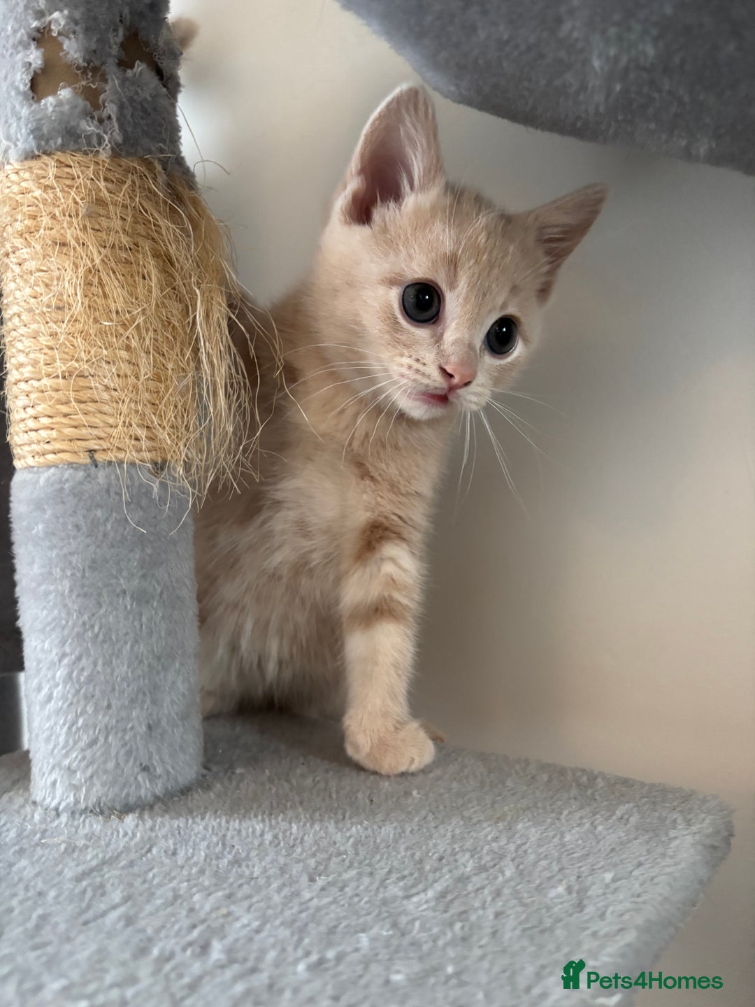 Mixed Breed cats for sale: Gorgeous 9 week old kittens  - Advert 5