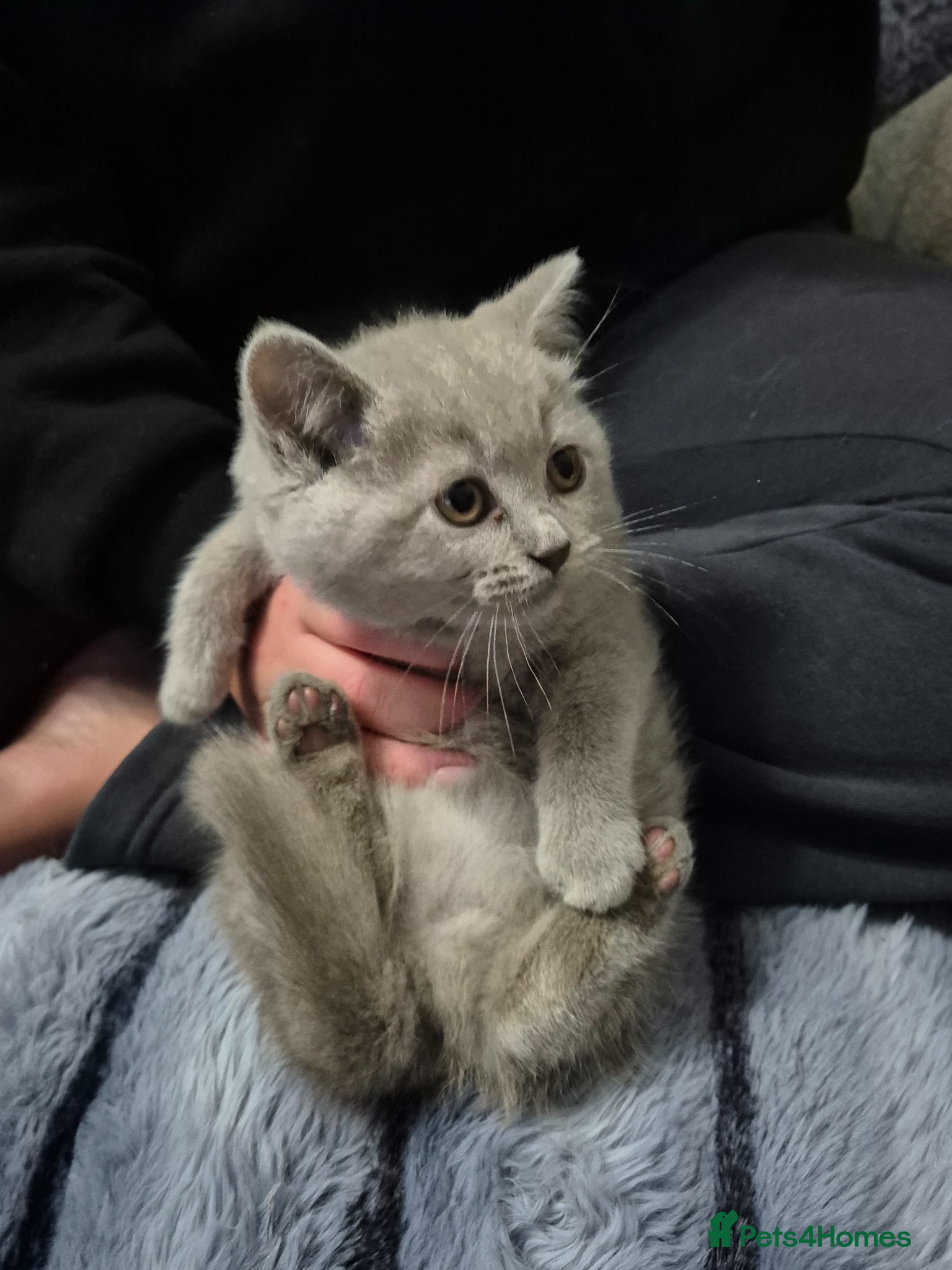 Mixed Breed cats British Shorthair X Ragdoll kittens  - Advert 2