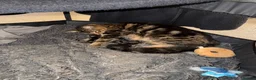 Mixed Breed cats for sale: 5 half Maine coone, quarter bengal kittens  in Milton Keynes - Advert 6