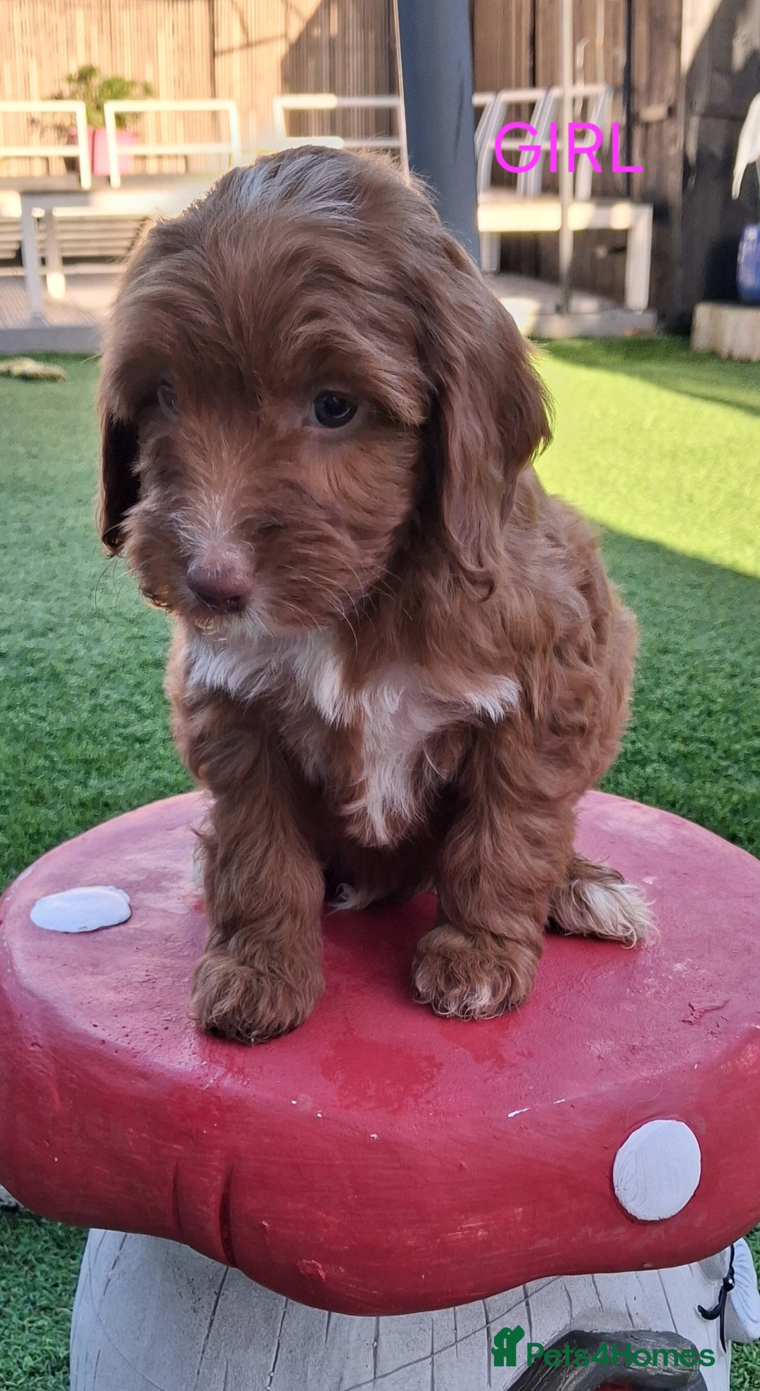 Cockapoo dogs for sale: ** LAST ADORABLE CURLY BLACK & WHITE COCKAPOOS **  - Advert 18