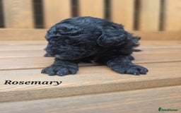 Cavapoo dogs for sale: Miniature cavapoo f1bb puppies - Image 18