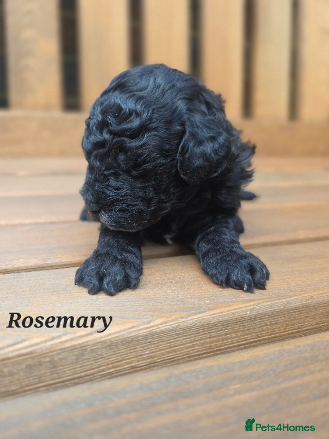 Cavapoo dogs for sale: Miniature cavapoo f1bb puppies - Image 18