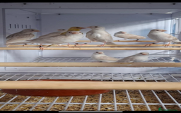 Finches birds for sale: Star zebra finch bengalese and canaries  - Image 17