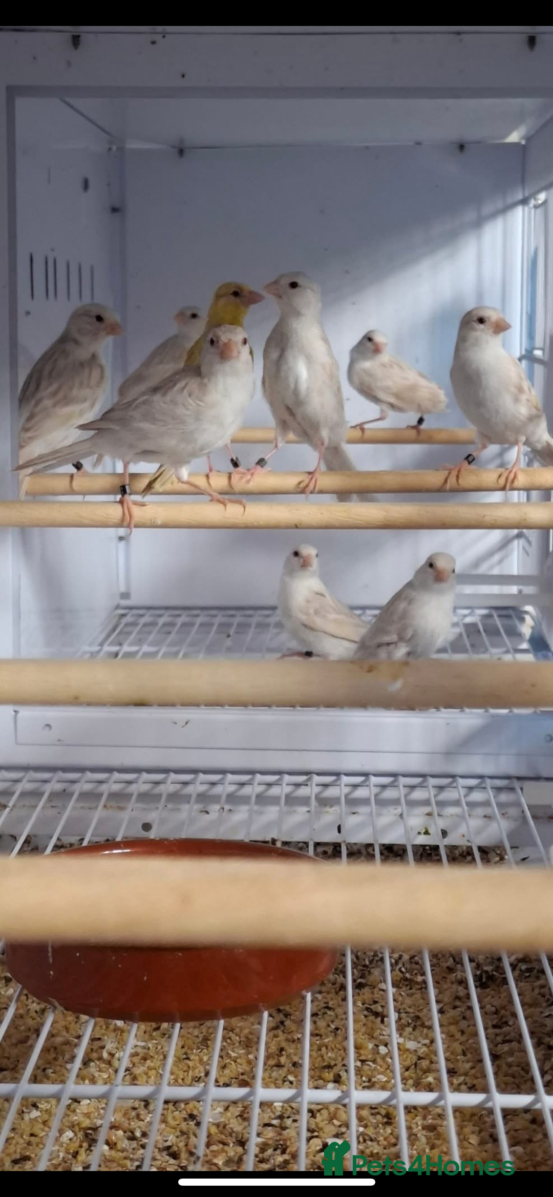 Finches birds for sale: Star zebra finch bengalese and canaries  - Image 17