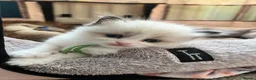 Ragdoll cats for sale: CollieKiss Ragdolls – Beautiful TICA Registered - Advert 16