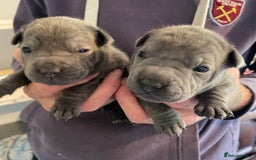 Staffordshire Bull Terrier dogs for sale: Blue staffy x sharpei  - Image 6