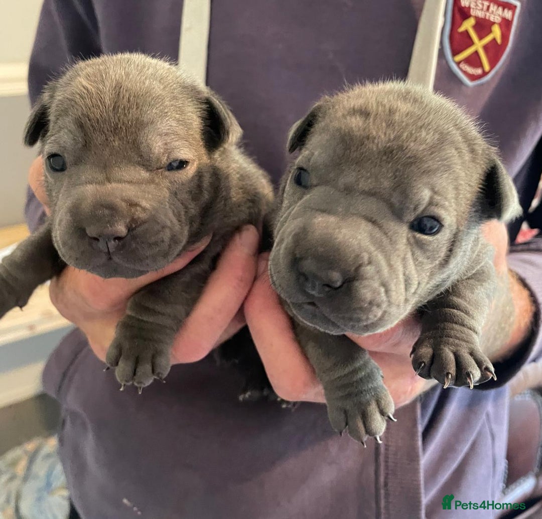Staffordshire Bull Terrier dogs for sale: Blue staffy x sharpei  - Image 6