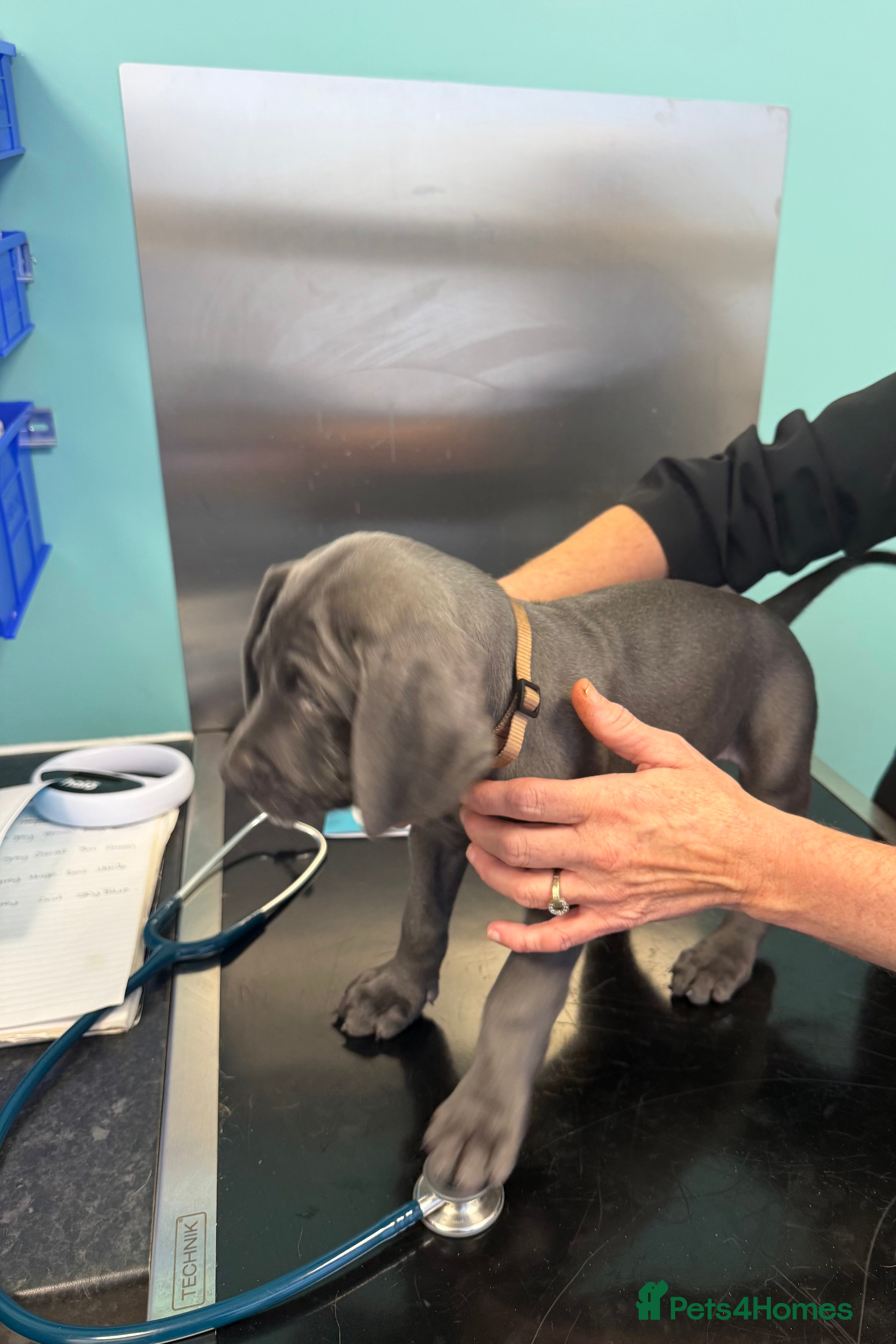Weimaraner dogs KC Reg Weimaraner Puppies Silver & Blue - Advert 2