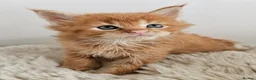Maine Coon cats for sale: Exceptional red Maine Coon boys - Advert 6