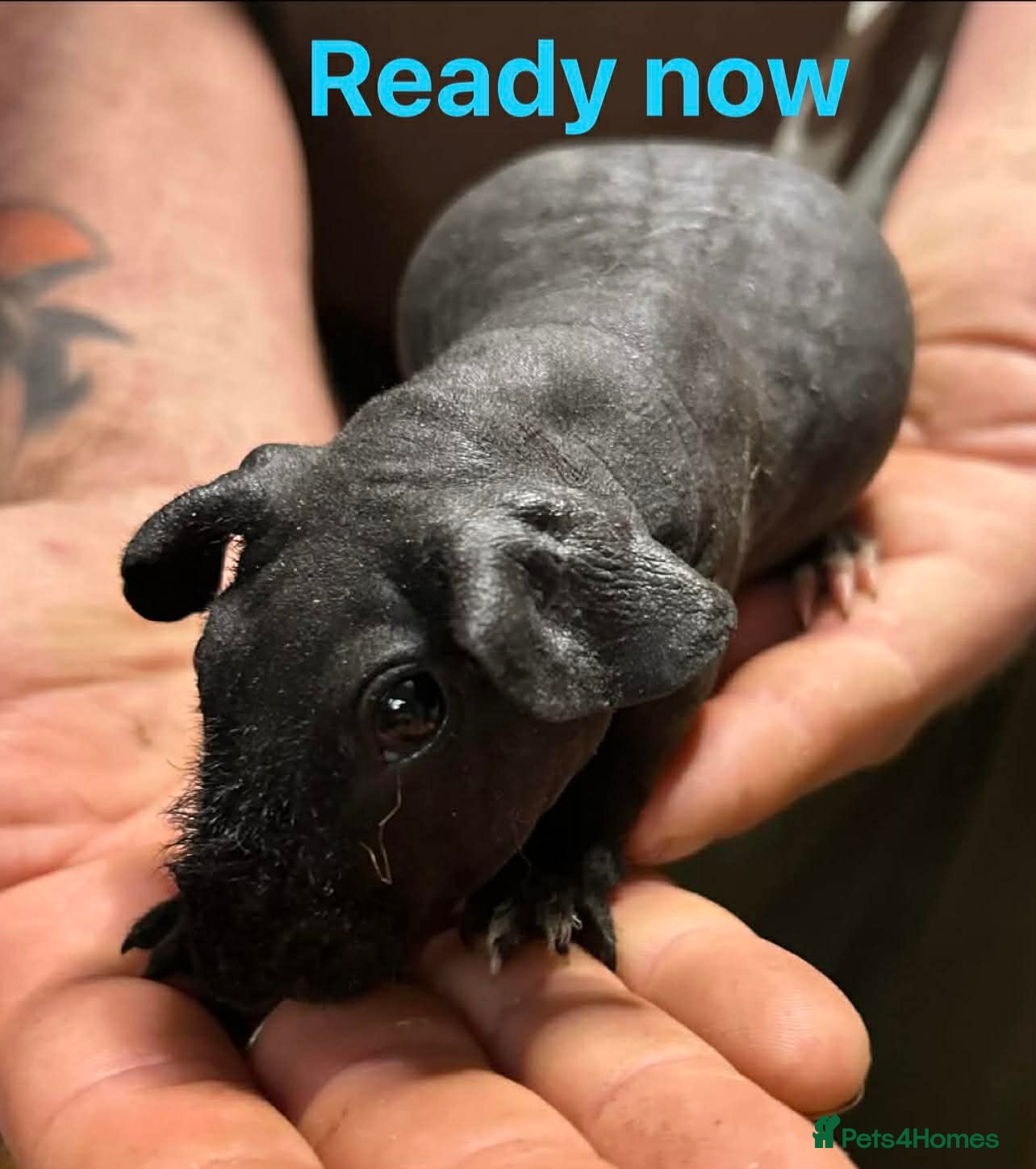 Guinea Pig rodents Skinny Pig/Werewolf Boars. Reserve Now.  - Advert 3