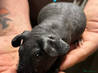 Guinea Pig rodents Skinny Pig/Werewolf Boars. Reserve Now. - Advert 1