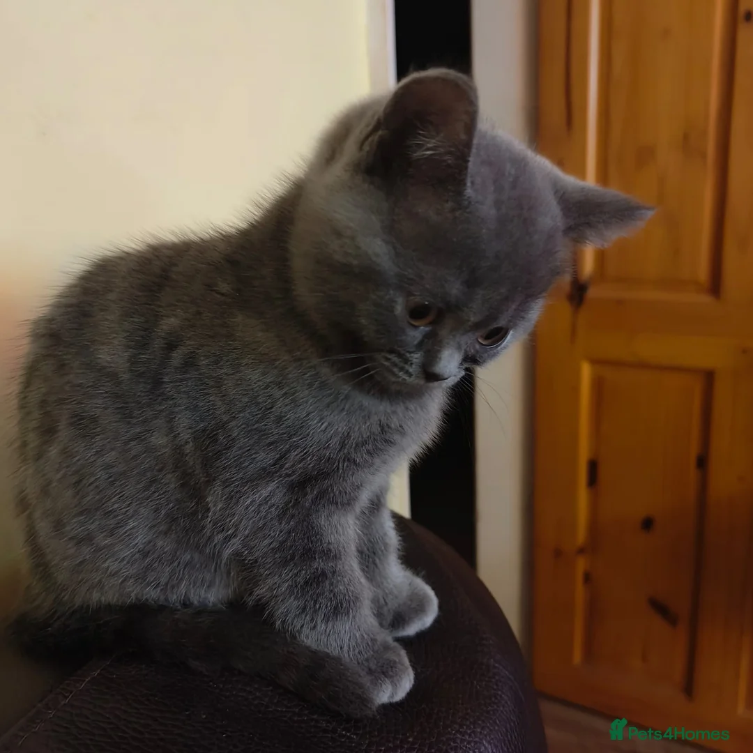 Scottish Fold cats for sale: ❤ready to leave today - Advert 3