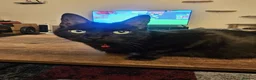 Mixed Breed cats for sale: Lydia 🩷 - Advert 6