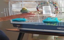 Budgerigars birds for sale: Hand tame hen budgie  - Image 1