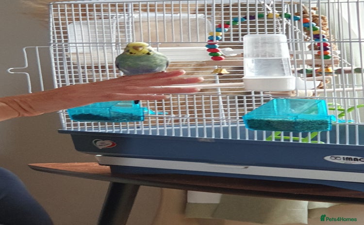 Budgerigars birds - Advert 1