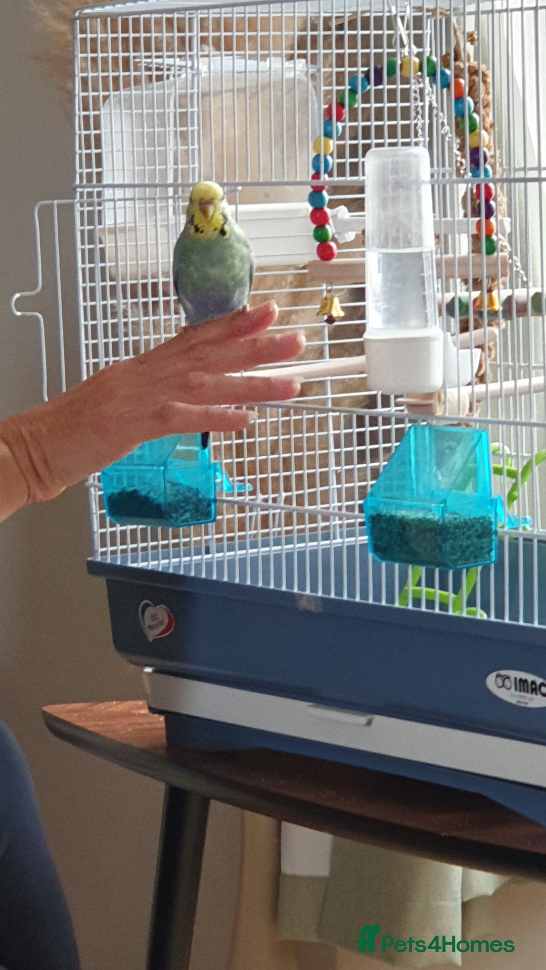 Budgerigars birds for sale: Hand tame hen budgie  - Image 1