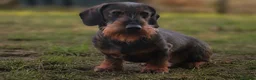 Dachshund dogs for sale:  KC Reg Wire-Haired Dachshund (Teckel) Puppies - Advert 8