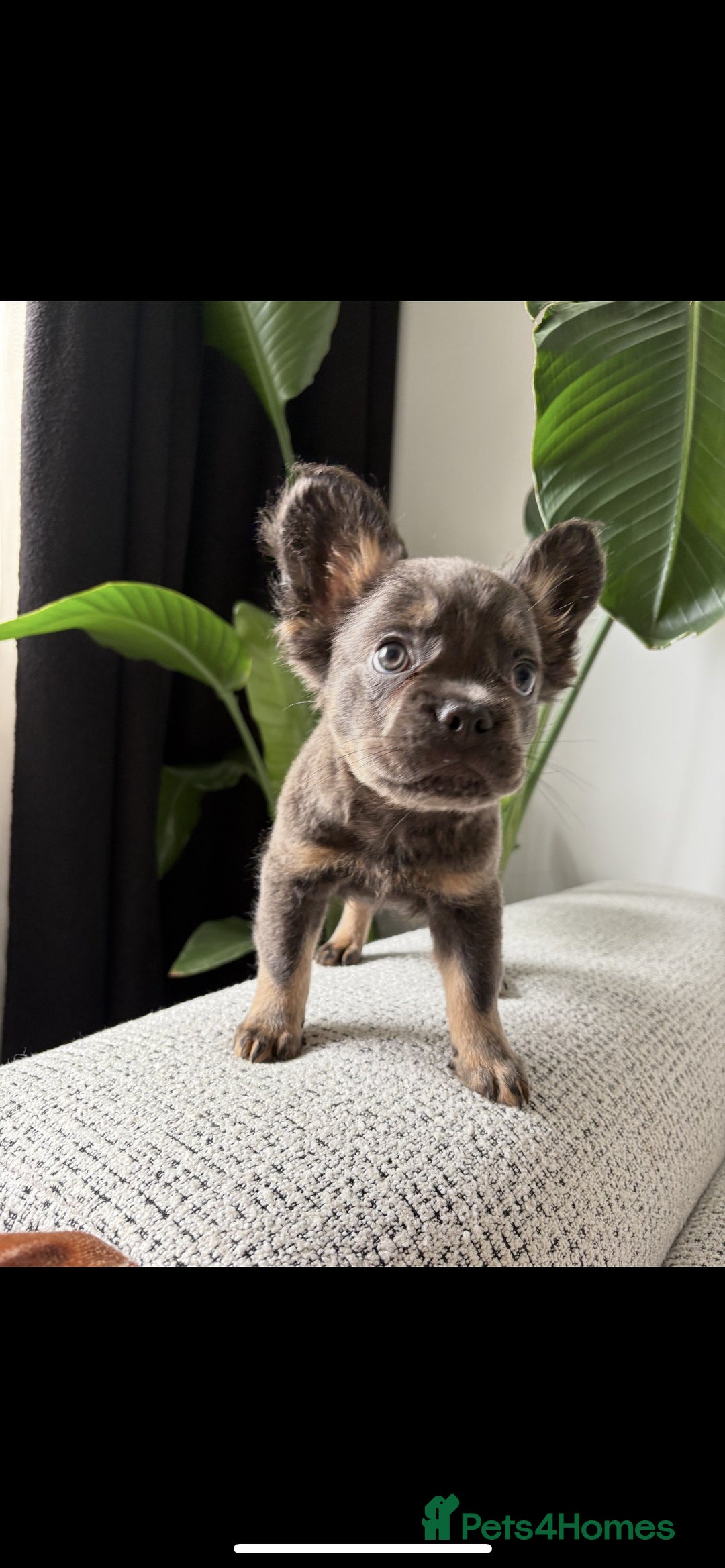 French Bulldog dogs for sale: 🚨 REDUCED to £1000 if taken this weekend🚨 - Image 4