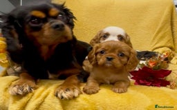 Cavalier King Charles Spaniel dogs for sale: 🐾Beautiful cavalier king Charles🐾  - Image 14