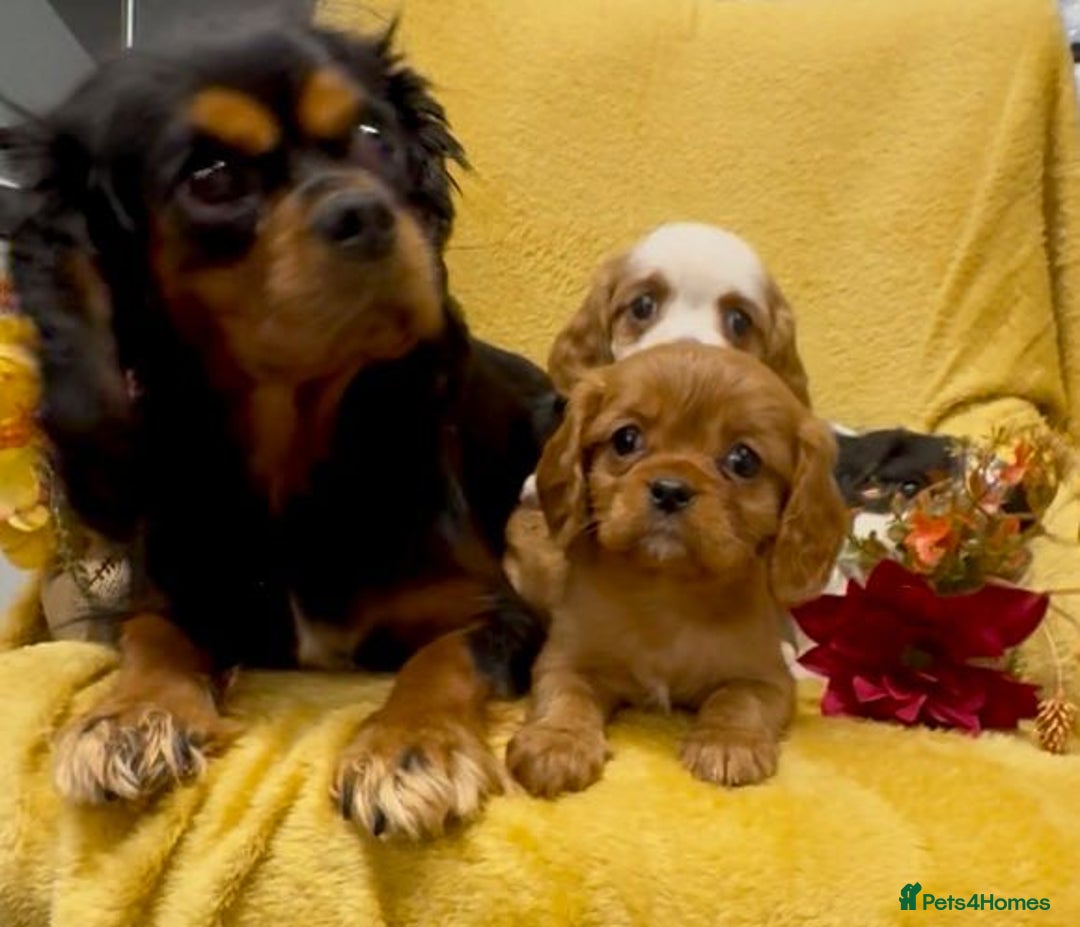 Cavalier King Charles Spaniel dogs for sale: 🐾Beautiful cavalier king Charles🐾  - Image 14