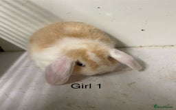 Mini Lop rabbits for sale: Beautiful Lop eared bunnies  - Advert 6