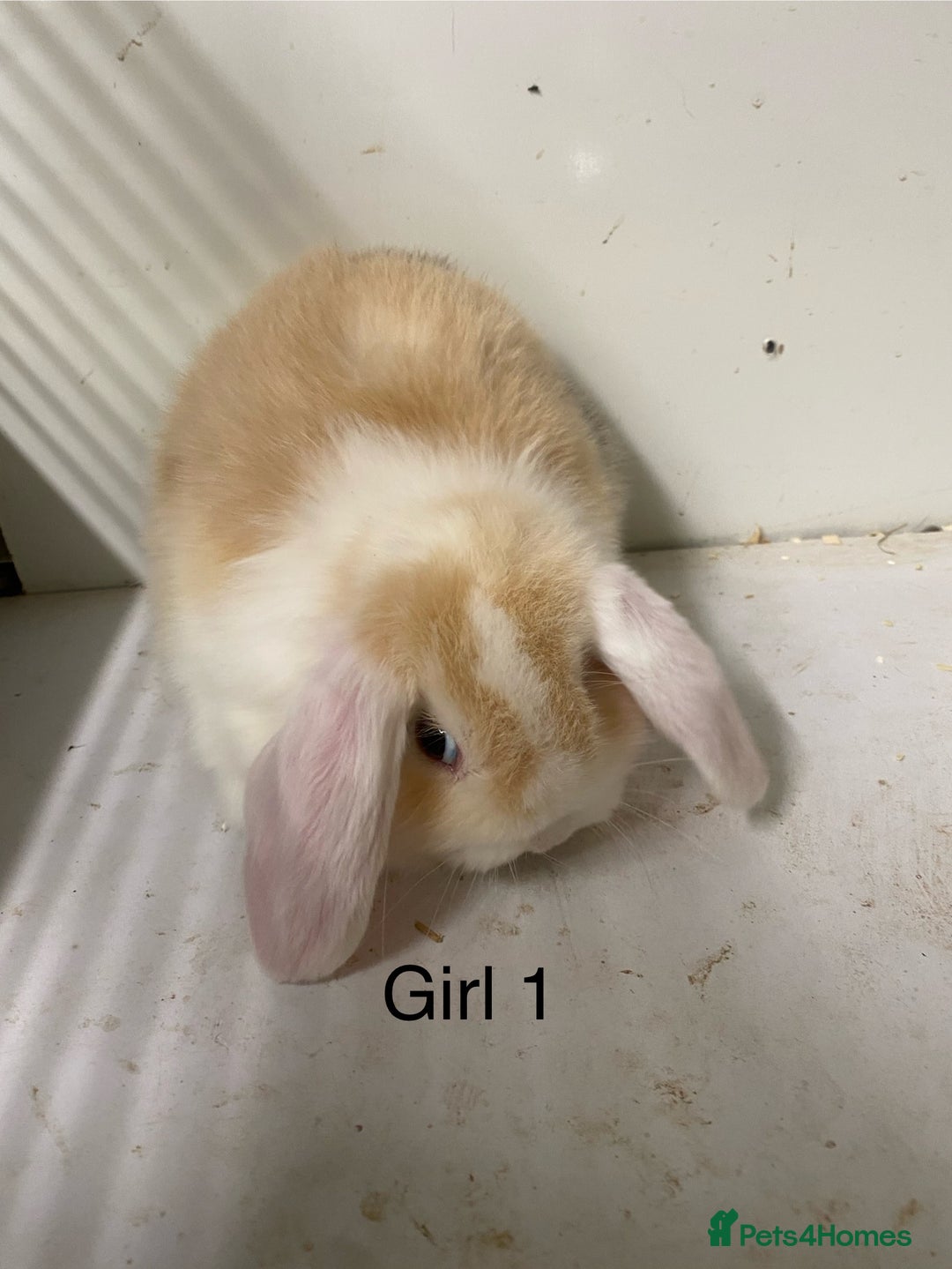 Mini Lop rabbits for sale: Beautiful Lop eared bunnies  - Advert 6