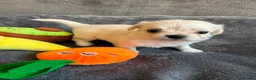 Chihuahua dogs for sale: Stunning Chihuahua Puppies Ready Soon 🐾 - Advert 11