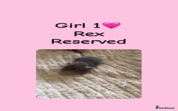 Rat rodents for sale: Beautiful baby rats looking for forever homes! - Image 1