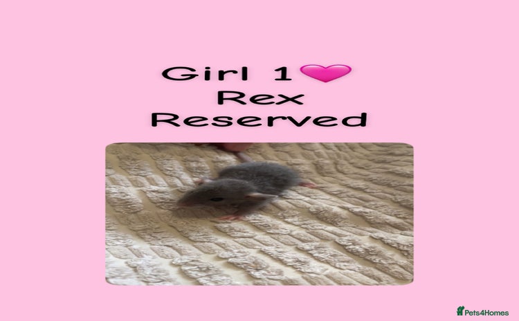 Rat rodents - Advert 3
